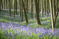 Magisch Hallerbos