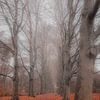 Misty lane in the forest by Rick van de Kraats