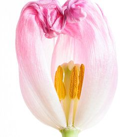 Tulip sur Nadia Daneels