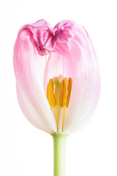 Tulip by Nadia Daneels
