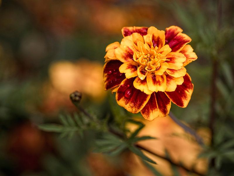 Afrikaantje van Rob Boon