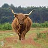 Highlander écossais dans les landes sur gea strucks