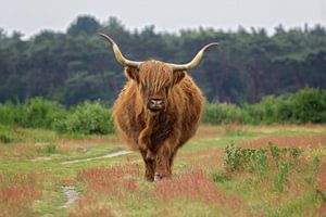 Schottische Hochlandbewohner in den Mooren