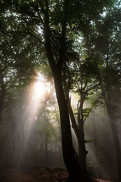 Zonlicht in een mistig bos III van Jurjen Jan Snikkenburg