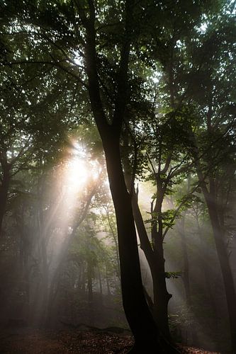 Zonlicht in een mistig bos III