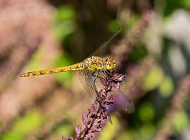 Jonge Heidelibel sur Roland van Tilborg