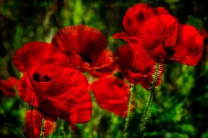 Mohnblumen