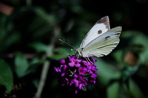 Grand charbon blanc sur un buisson de papillon