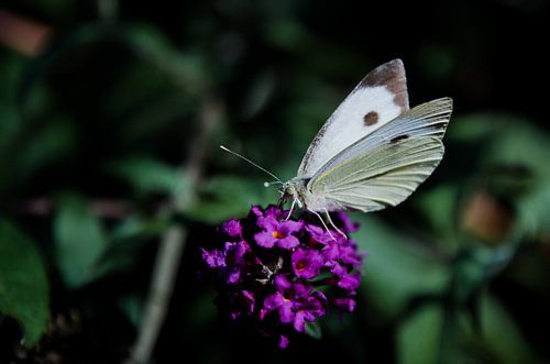 Groot Koolwitje op een Vlinderstruik