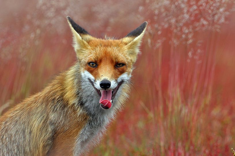 Fox by Wim Wilmers