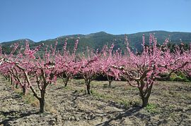 Azul y lila von Fons Hayes