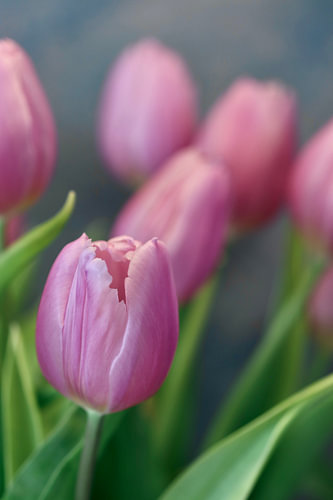 Pink tulips