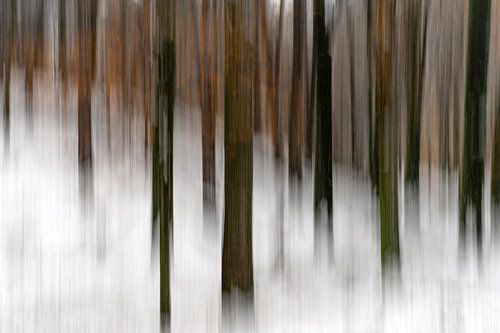 Abstract beukenbos in de sneeuw.