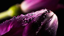 Bloemen met regendruppels