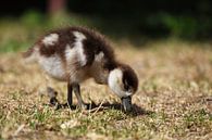 Nilgans-Küken von Dirk Rüter Miniaturansicht