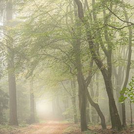 Mist in het bos van Gonnie van de Schans