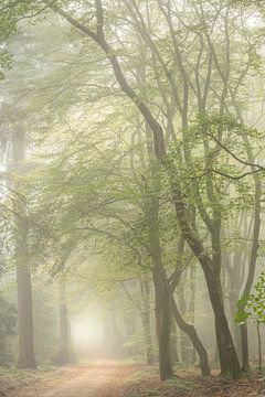 Mist in het bos van Gonnie van de Schans