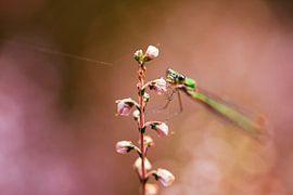 Libelle in der Heidelandschaft von Eva Bos