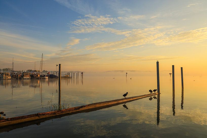 L'Untersee près de Moos - Lever de soleil - Lac de Constance par BlattArt - Christine Horn