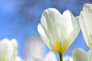 Witte tulpen van Ulrike Leone