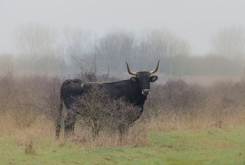 Tauros stier van Ans Bastiaanssen