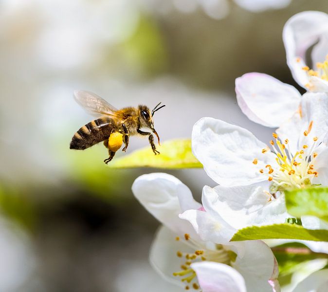 Biene fliegt zu einer weißen Apfelblüte von ManfredFotos
