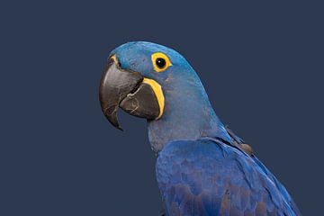 Hyacinth macaw portrait by Elles Rijsdijk