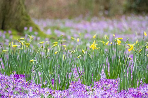 Kleurrijke lente