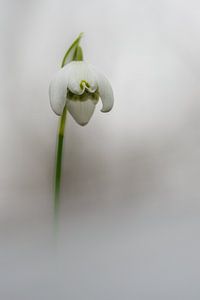 Common snowdrop