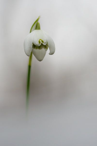 Common snowdrop par Pim Leijen