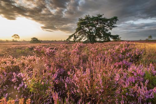Bloeiende heide in heidelandschap tijdens zonsopkomst in de zomer