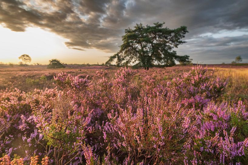 Bruyères en fleurs dans un paysage de bruyère au lever du soleil en France. par Sjoerd van der Wal Photographie