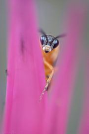 Klein Leven Deel 2 van Shanna van Mens Fotografie