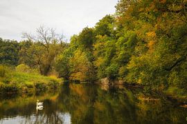 Uferlandschaft Donau bei Inzigkofen mit zwei Schwänen im Naturpark Obere Donau von BlattArt - Christine Horn