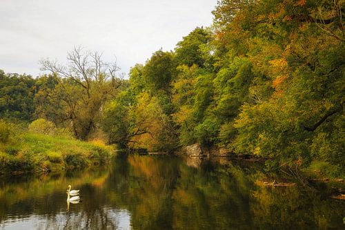 Oeverlandschap van de Donau bij Inzigkofen met twee zwanen in het natuurpark Boven-Donau