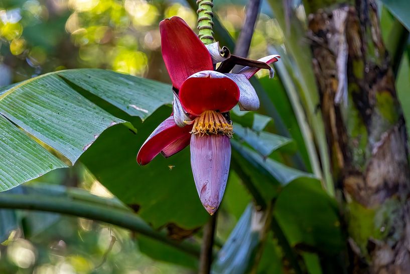 Blüte der Wildbanane (Musa balbisiana) von whmpictures .com