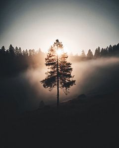 Sonnenaufgang im Wald