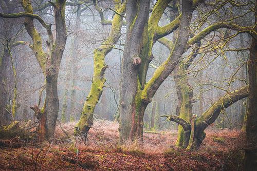 Mystieke Eiken in de Mist