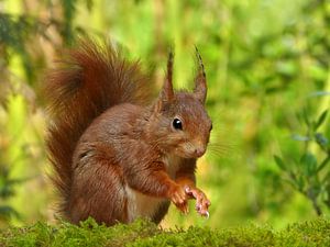 Rotes Eichhörnchen