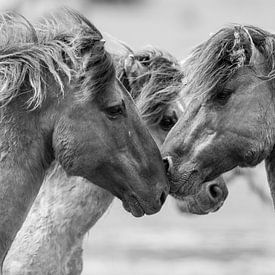 Wild stallions fighting  by Inge Jansen