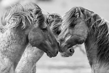 Wild stallions fighting 