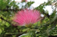 Persian Silk Flower