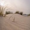 duinen Nederland van Fotografie-Broenink