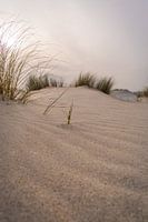 Dune beach
