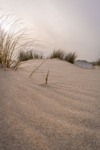 duinen Nederland van Fotografie-Broenink