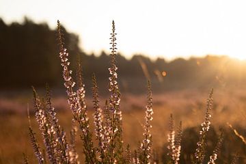 flower on heath in limburg with sunrise