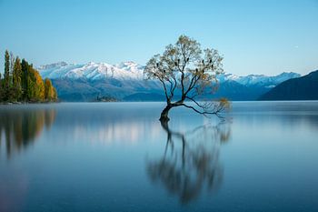 That wanaka tree | Lake Tekapo
