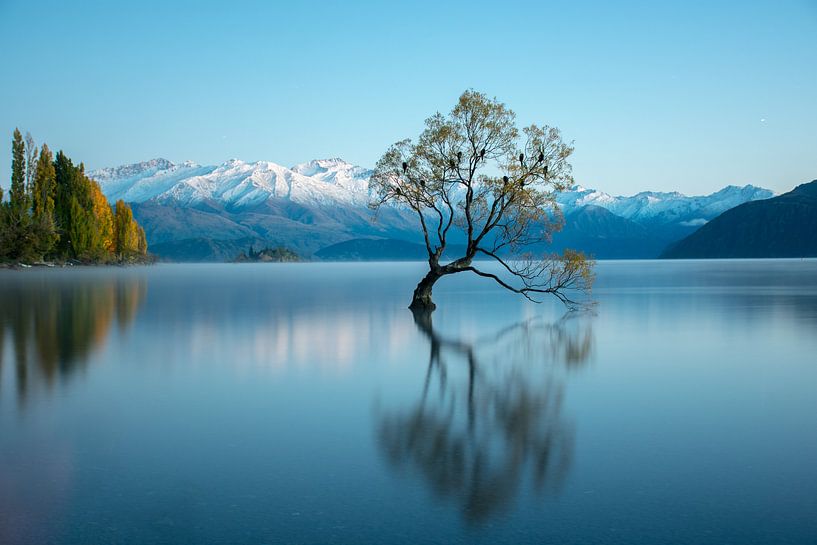 That wanaka tree | Lake Tekapo von Lorenzo Visser