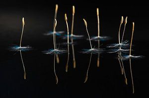 Ballerines dansantes au clair de lune sur Gerry van Roosmalen