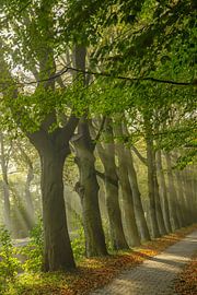 Magische bomen van Dirk van Egmond